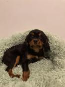 Chiots cavalier king charles noir et feu