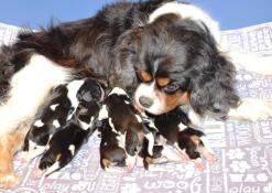 A reserver 6 chiots cavalier king charles