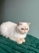 Jeune femelle exotic shorthair