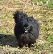 Trs jolie fifille noir (apparence spitz)