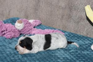 Chiot mle basset bleu de gascogne