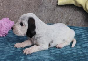 Chiot mle basset bleu de gascogne