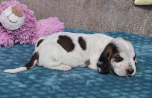 Chiot mle basset bleu de gascogne