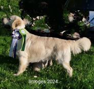 Golden retriever pour saillie