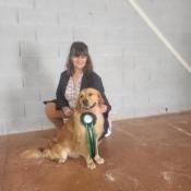 Golden retriever pour saillie