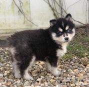 Magnifiques chiots apparence pomsky issus parents tests