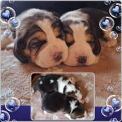 Chiots beagle