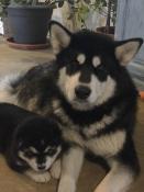 Magnifiques chiots malamute de l'alaska