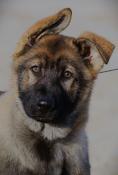 Superbes chiots berger allemand lof