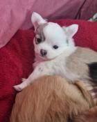 Chiot apparence chihuahua poil long