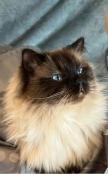 Beau chat  pour saillie ragdoll champion