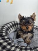 Vente chiot yorkshire terrier