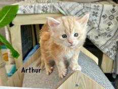 Arielle et arthur maine coons loof