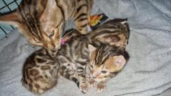 Petit bengal disponible  l adoptions