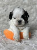 Chiots shih tzu lof