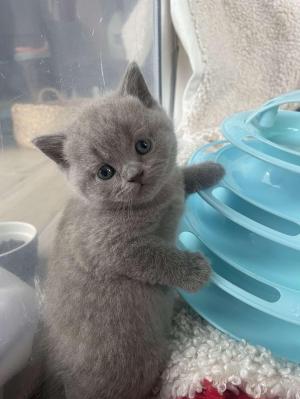 Chaton mle british shorthair