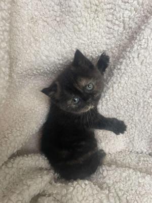 Chaton femelle british longhair