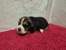 Chiots beagle lof