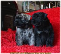 Chiots bouvier des flandres