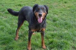 Naissance  venir chiots beaucerons, arlequins ou noir et feu