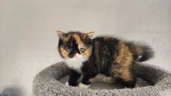 Superbe chatons exotic shorthair persan loof