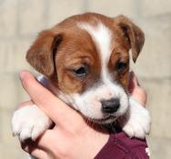 Magnifiques chiots jack russel