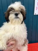 Petit chiot shih tzu lof