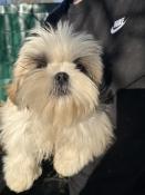 Adorable chiot shih tzu lof