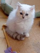 Magnifiques chatons doux et tendres