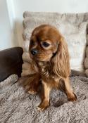 Saillie - mle ruby cavalier king charles