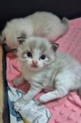 Chatons ragdoll loof