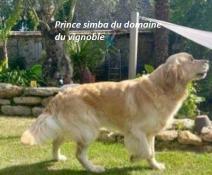  rserv chiot golden  retriever lof issu de ligne de beaut