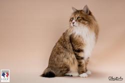 Chatonne kurilian bobtail pl disponible  l'adoption