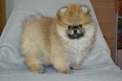 Chiot spitz nain lof pomeranien dispo de suite