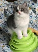 Chatons british shorthair bicolore