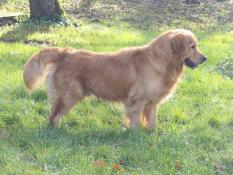  rserver chiots golden retriever lof