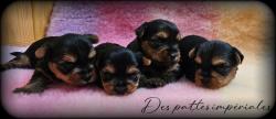 Chiots yorkshire lof