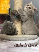 Chatons british shorthair et longhair loof disponible  la rservation