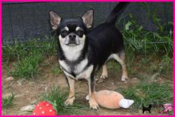 Femelle adulte chihuahua lof