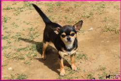 Femelle adulte chihuahua lof