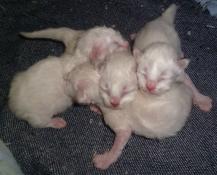 Adorables chatons sacr de birmanie loof