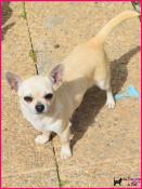 Femelle adulte chihuahua lof