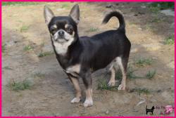 Mle adulte chihuahua lof