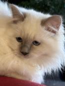  vendre magnifiques chatons sacr de birmanie