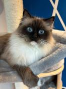 Ragdoll chaton 2025