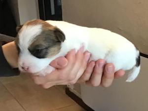 Chiot femelle jack russell terrier