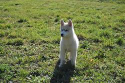 Chiot husky