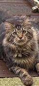 Magnifique et adorable maine coon