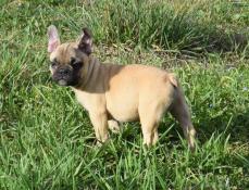 Chiot mle fauve bouledogue franais lof