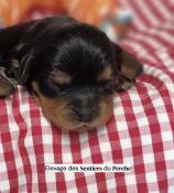 Un mle cavalier king charles noir et feu disponible  la rservation